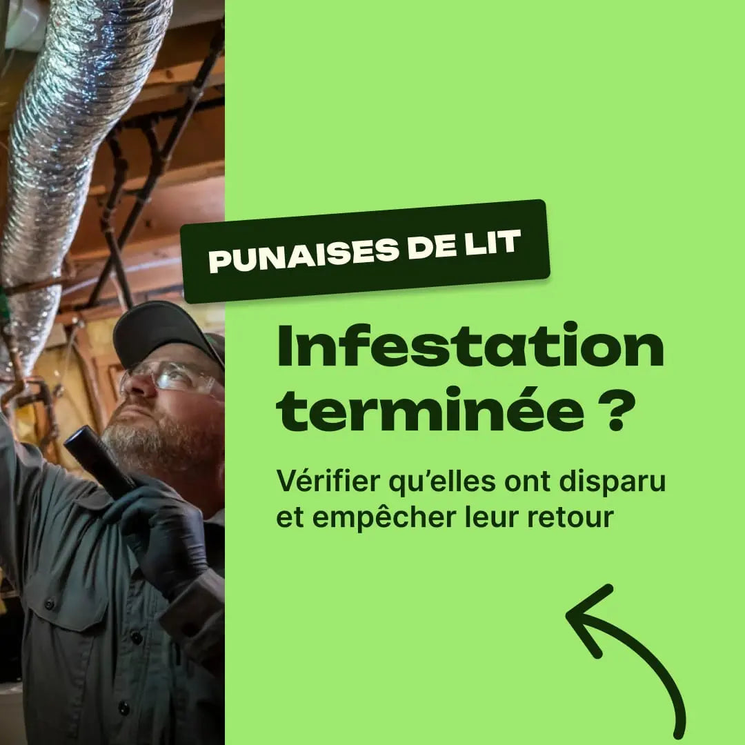 comment savoir si les punaises de lit ont disparu