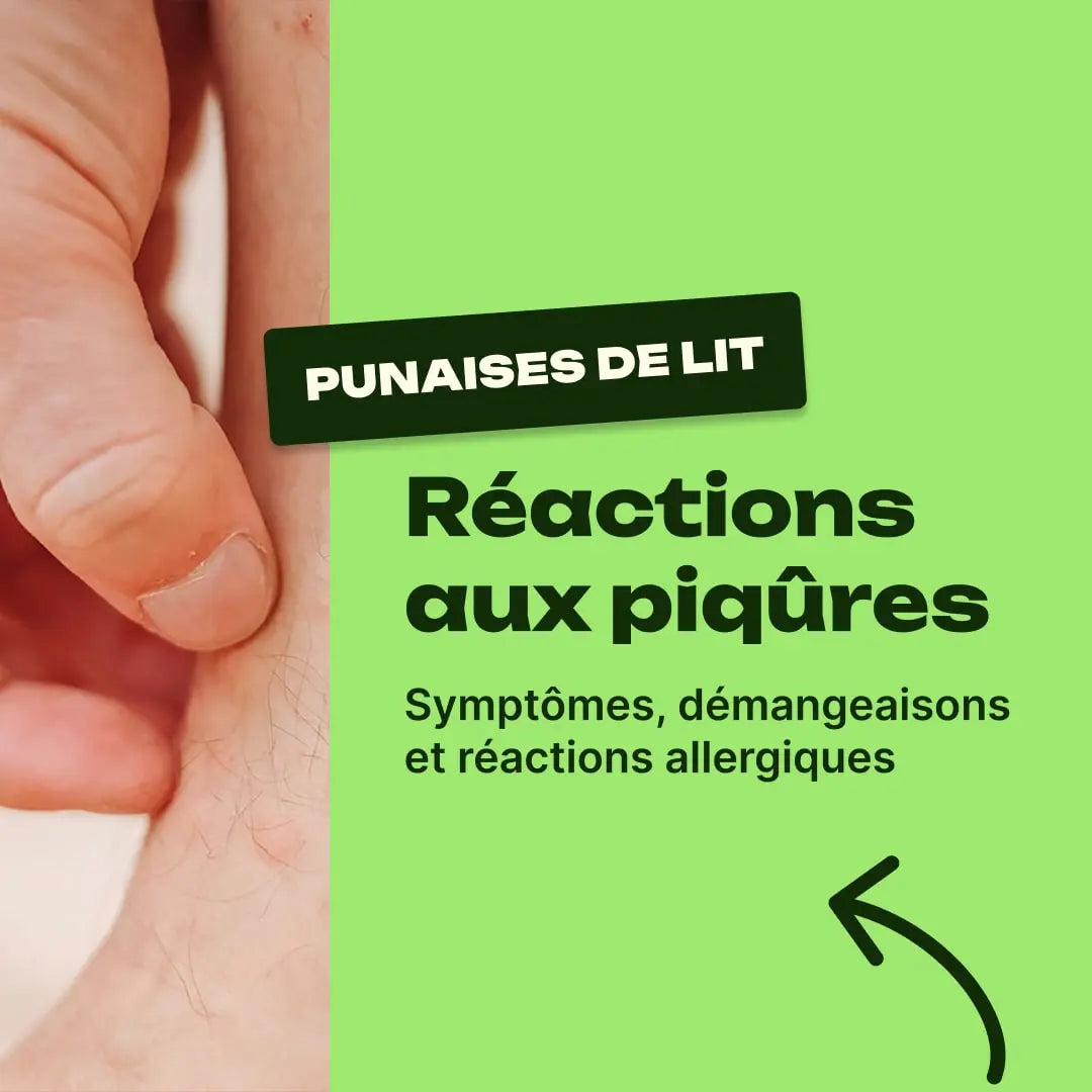 punaise de lit symptôme