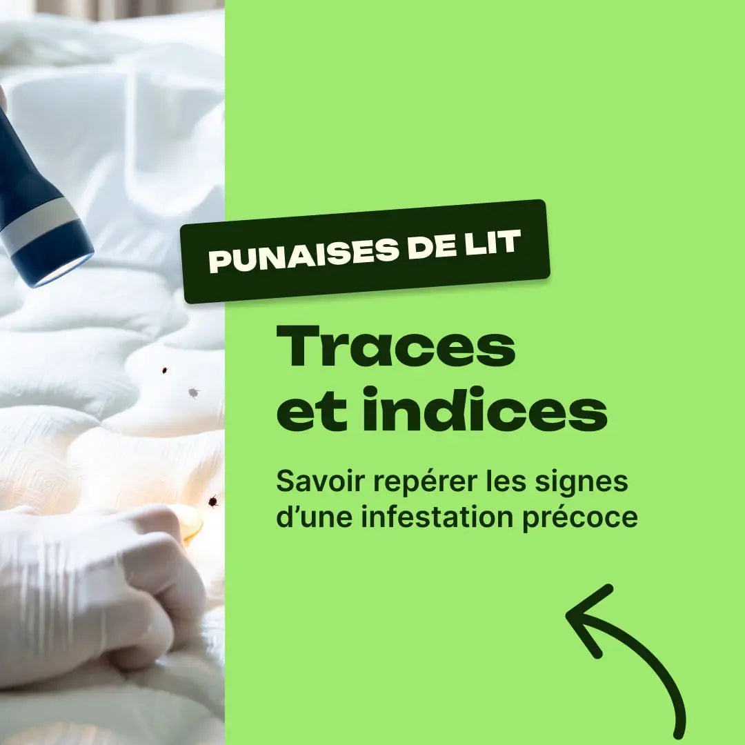 trace de punaise de lit