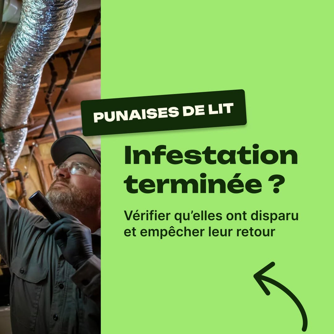 comment savoir si les punaises de lit ont disparu