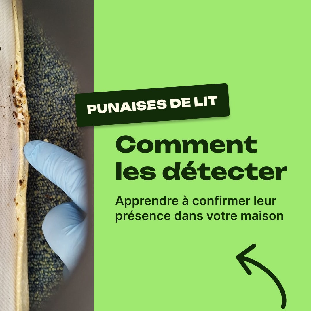 comment savoir si on a des punaises de lit