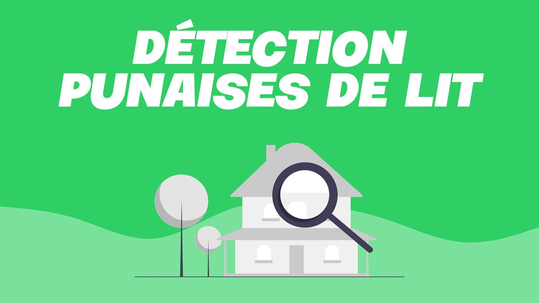 comment savoir si on a des punaises de lit