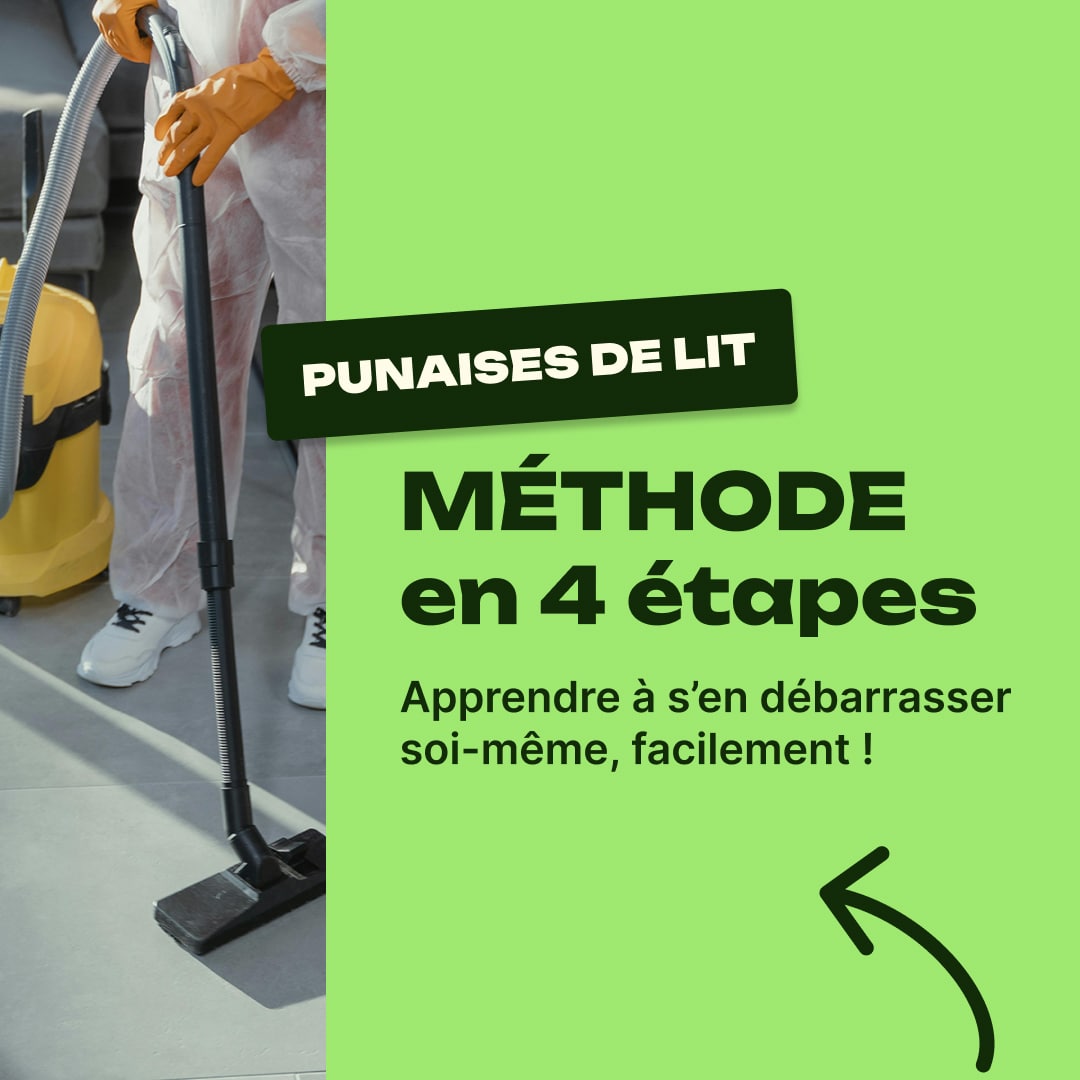 comment se débarrasser des punaises de lit