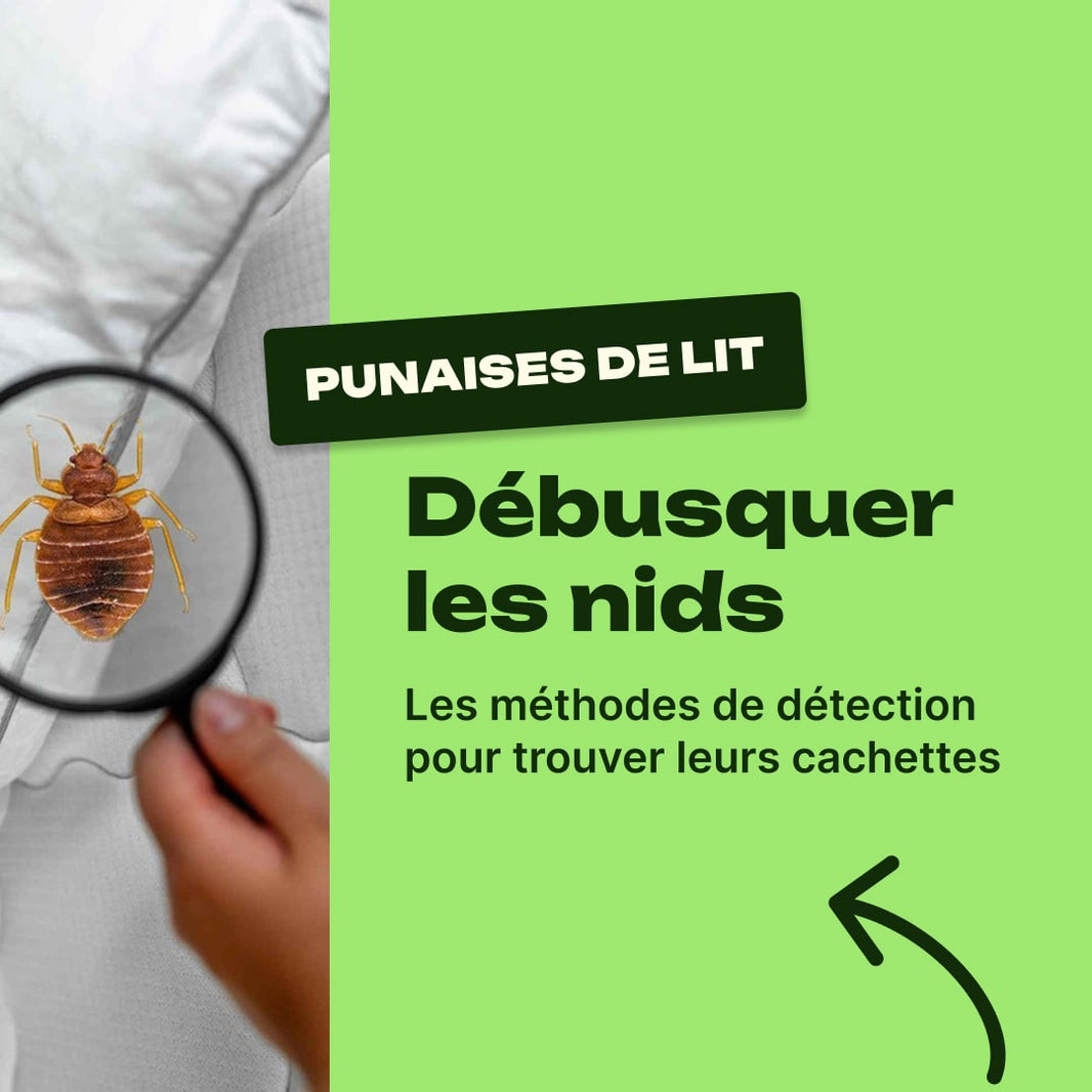comment trouver le nid des punaises de lit