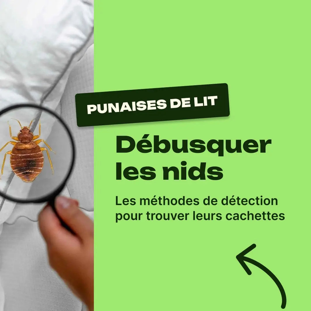 comment trouver le nid des punaises de lit