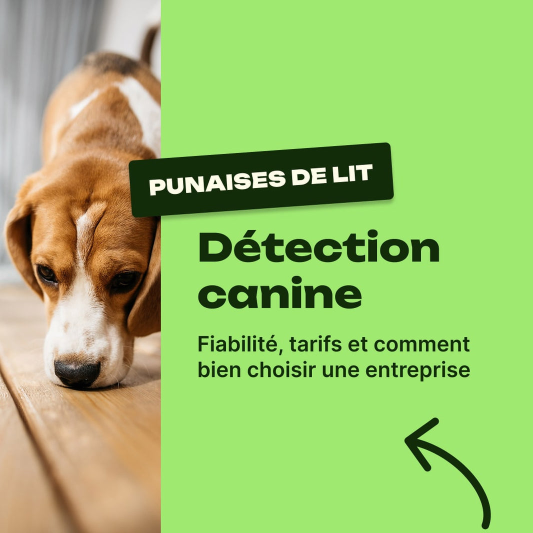 detection canine punaise de lit