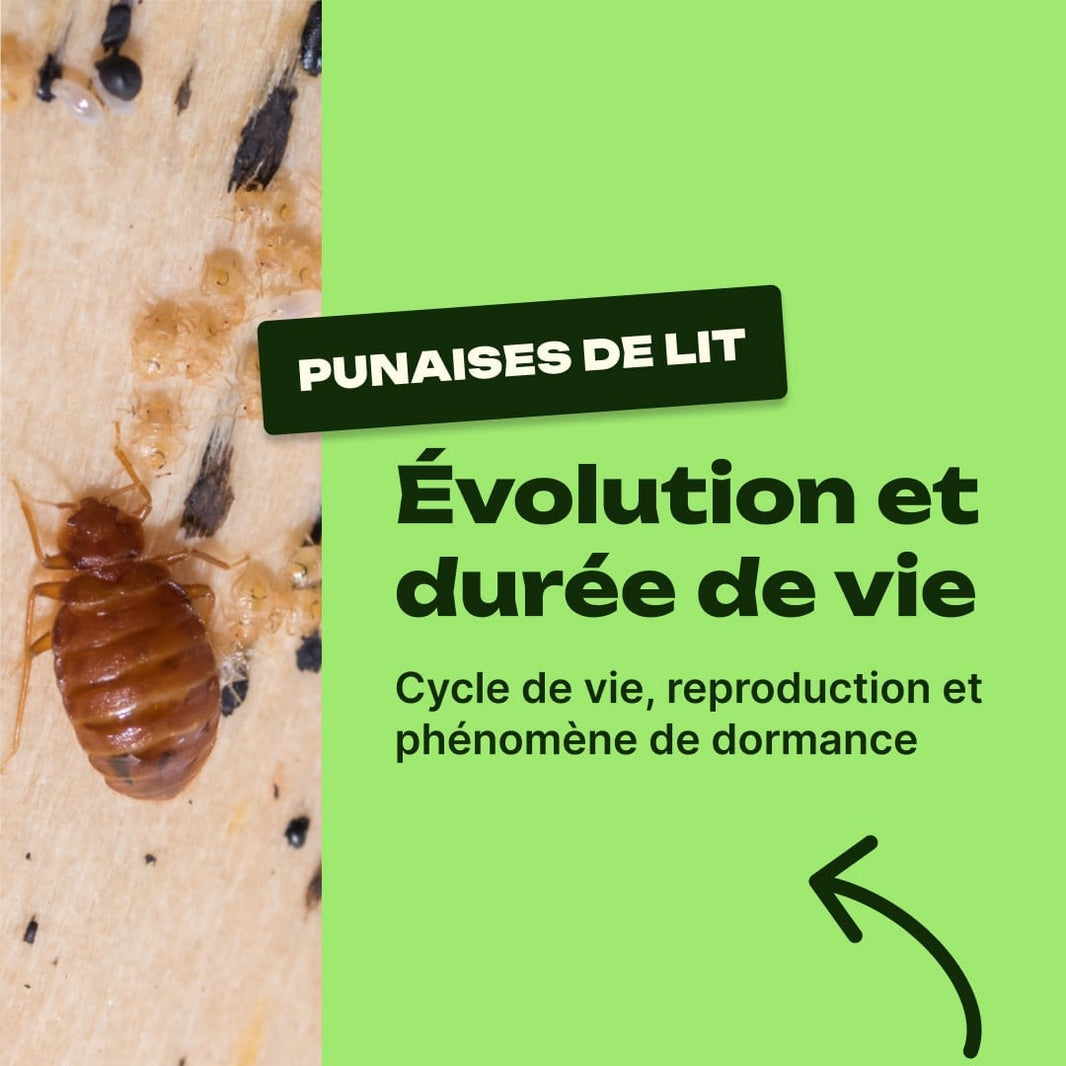 évolution punaise de lit