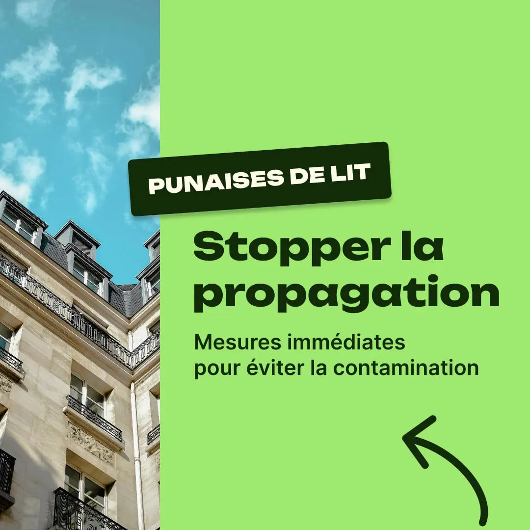infestation punaise de lit