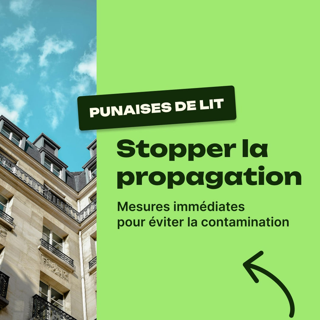 infestation punaise de lit