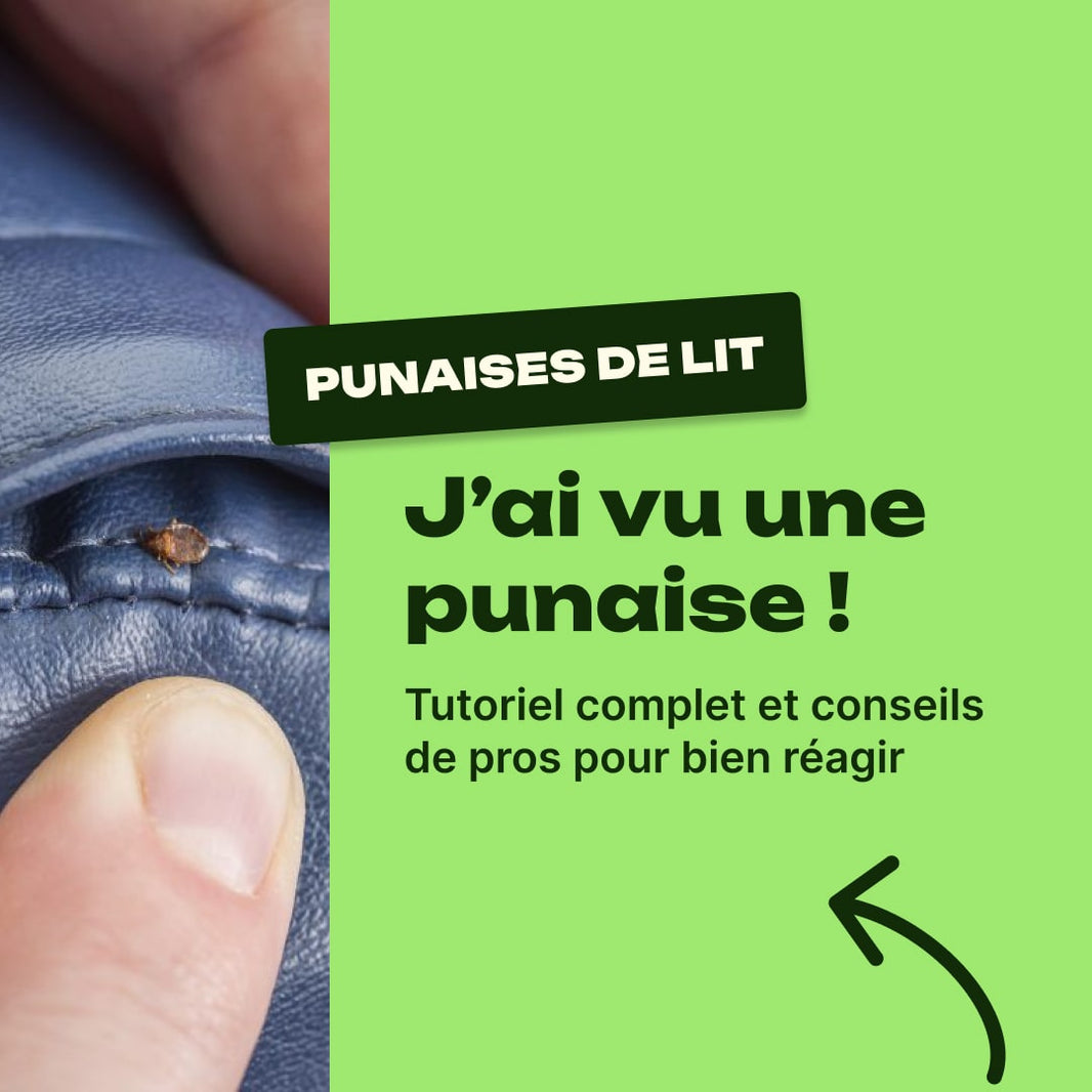 j'ai trouvé une seule punaise de lit