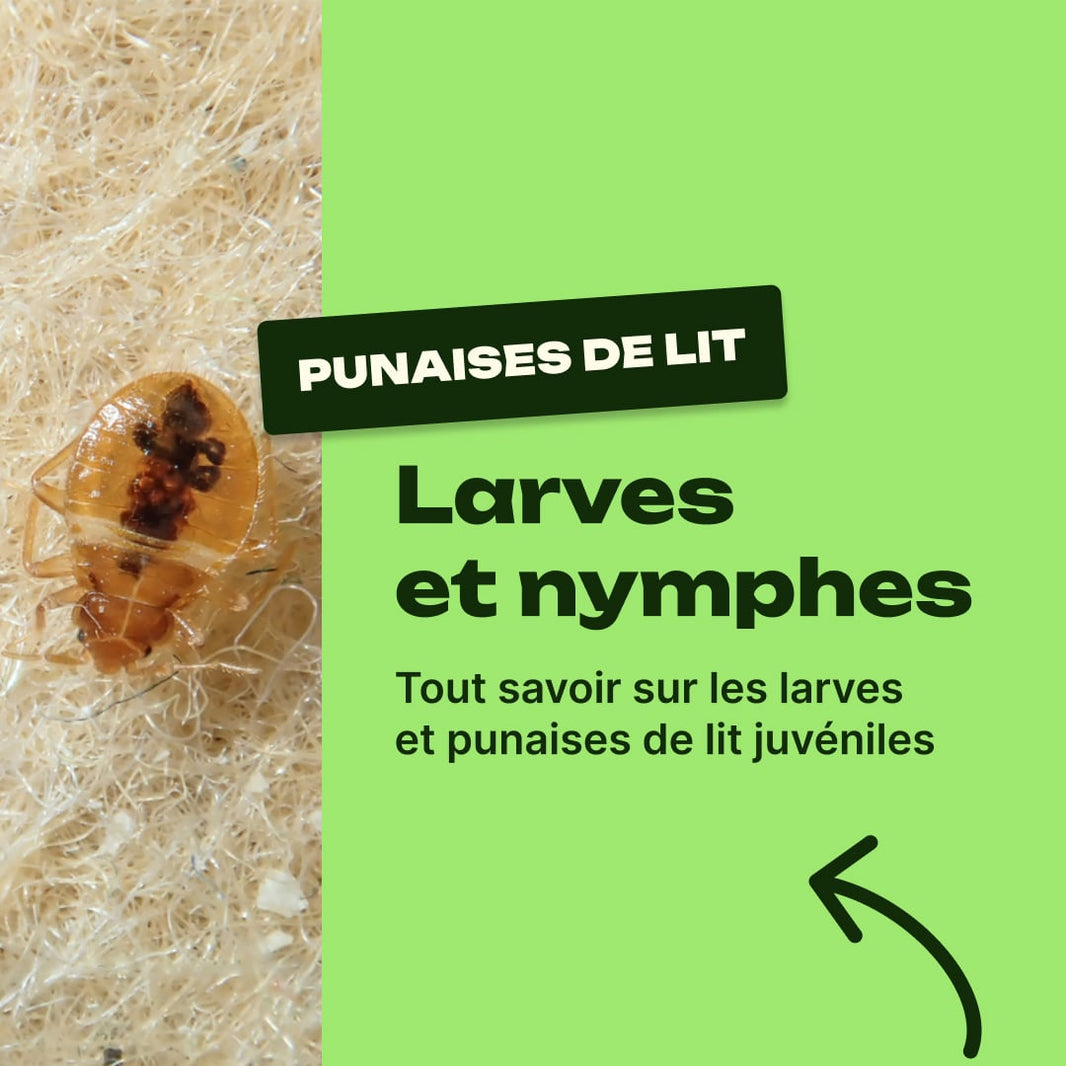 larve de punaise de lit