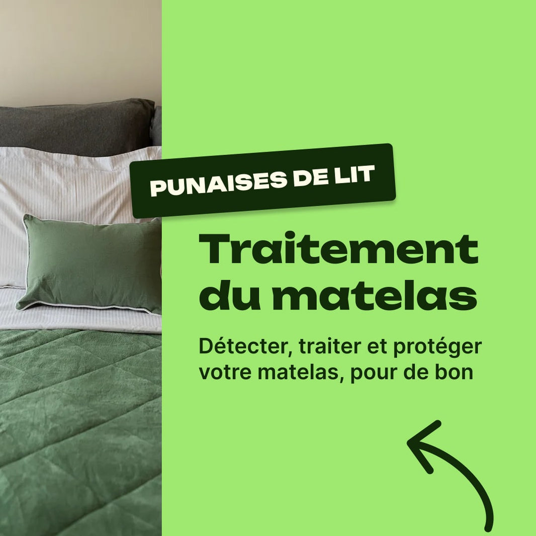 matelas punaise de lit