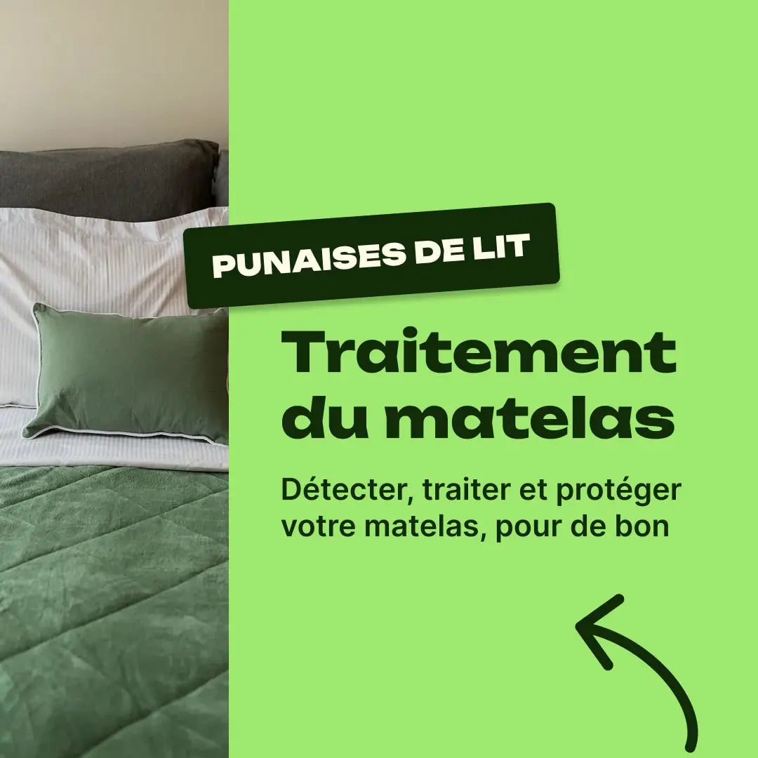 matelas punaise de lit
