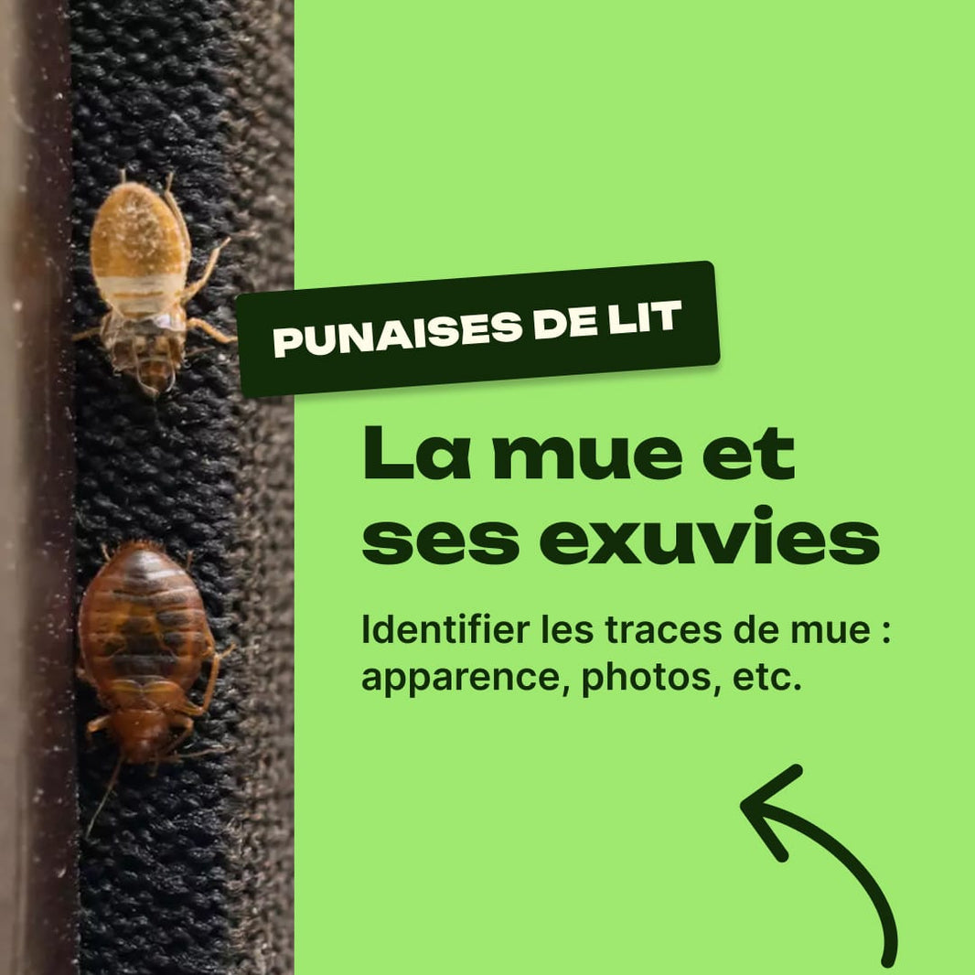mue punaise de lit