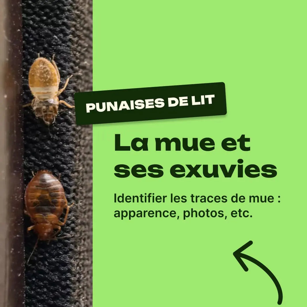 mue punaise de lit