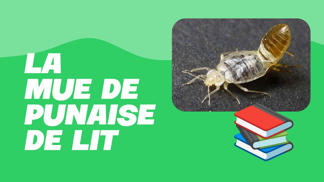 mue punaise de lit