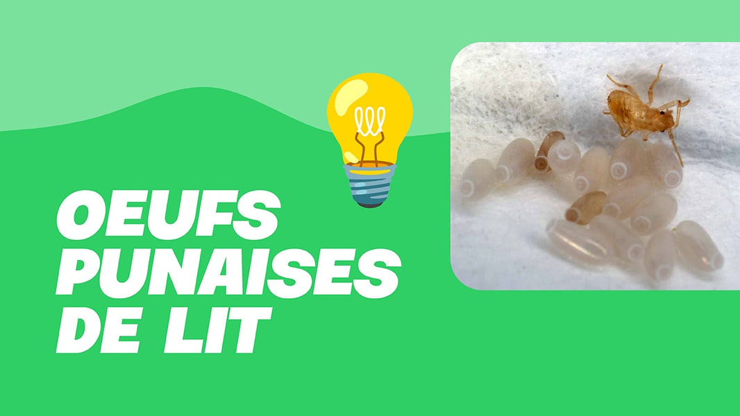 oeuf de punaise de lit