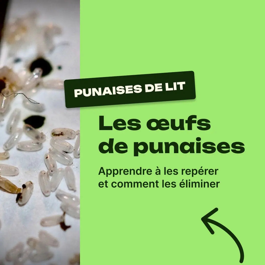 oeuf de punaise de lit