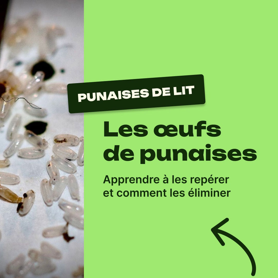 oeuf de punaise de lit