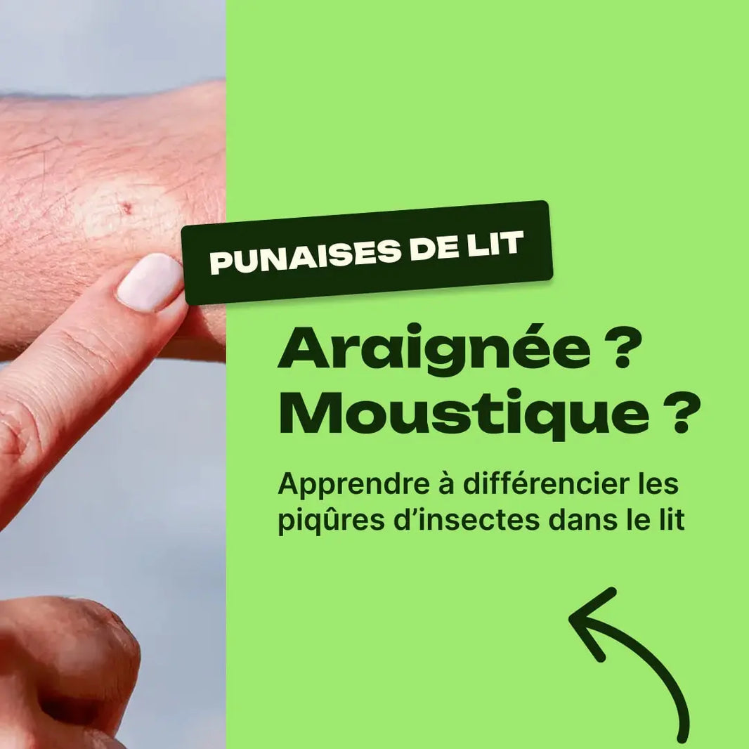 piqure d'insecte dans le lit