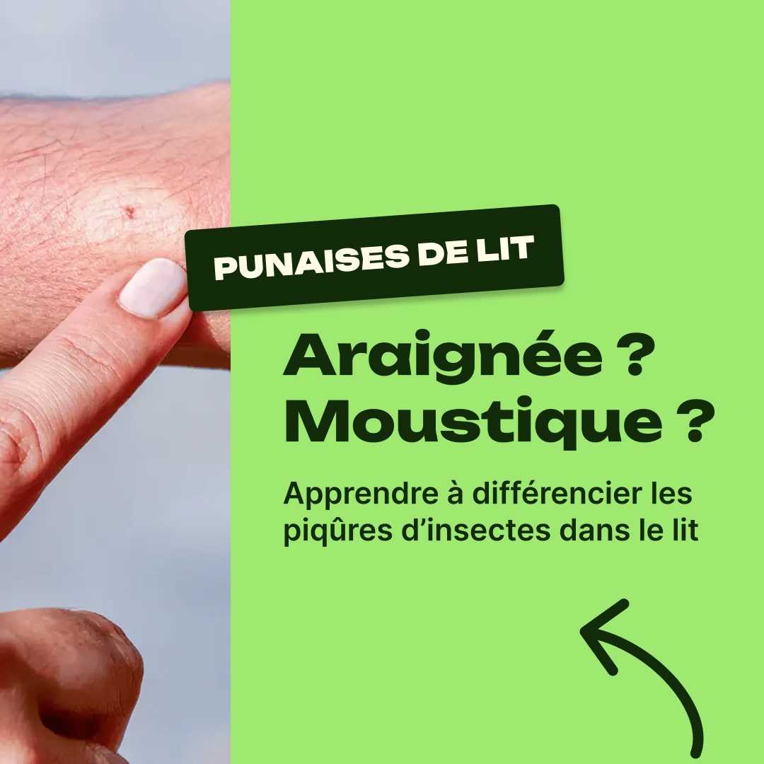 piqure d'insecte dans le lit