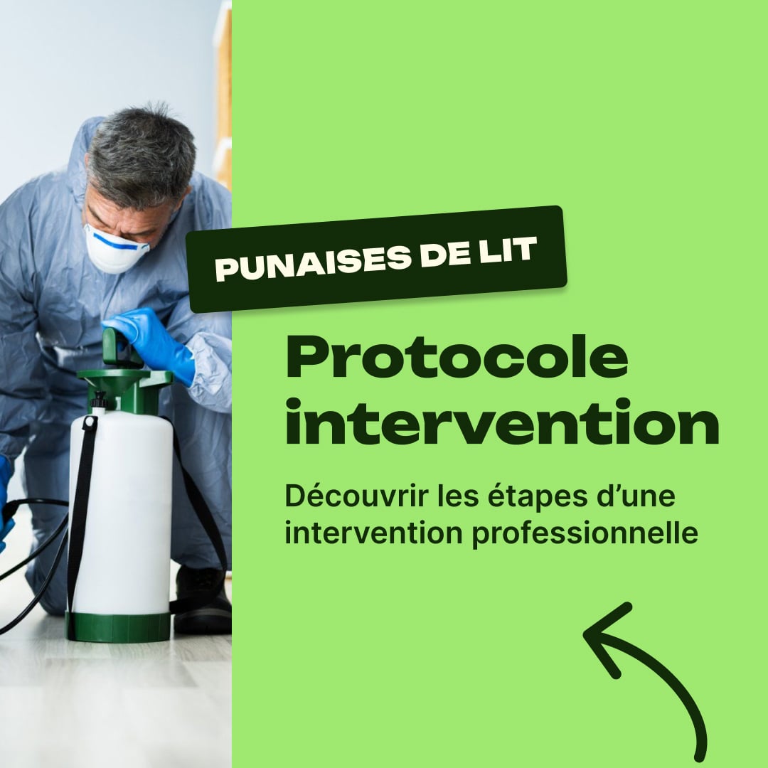 protocole punaise de lit