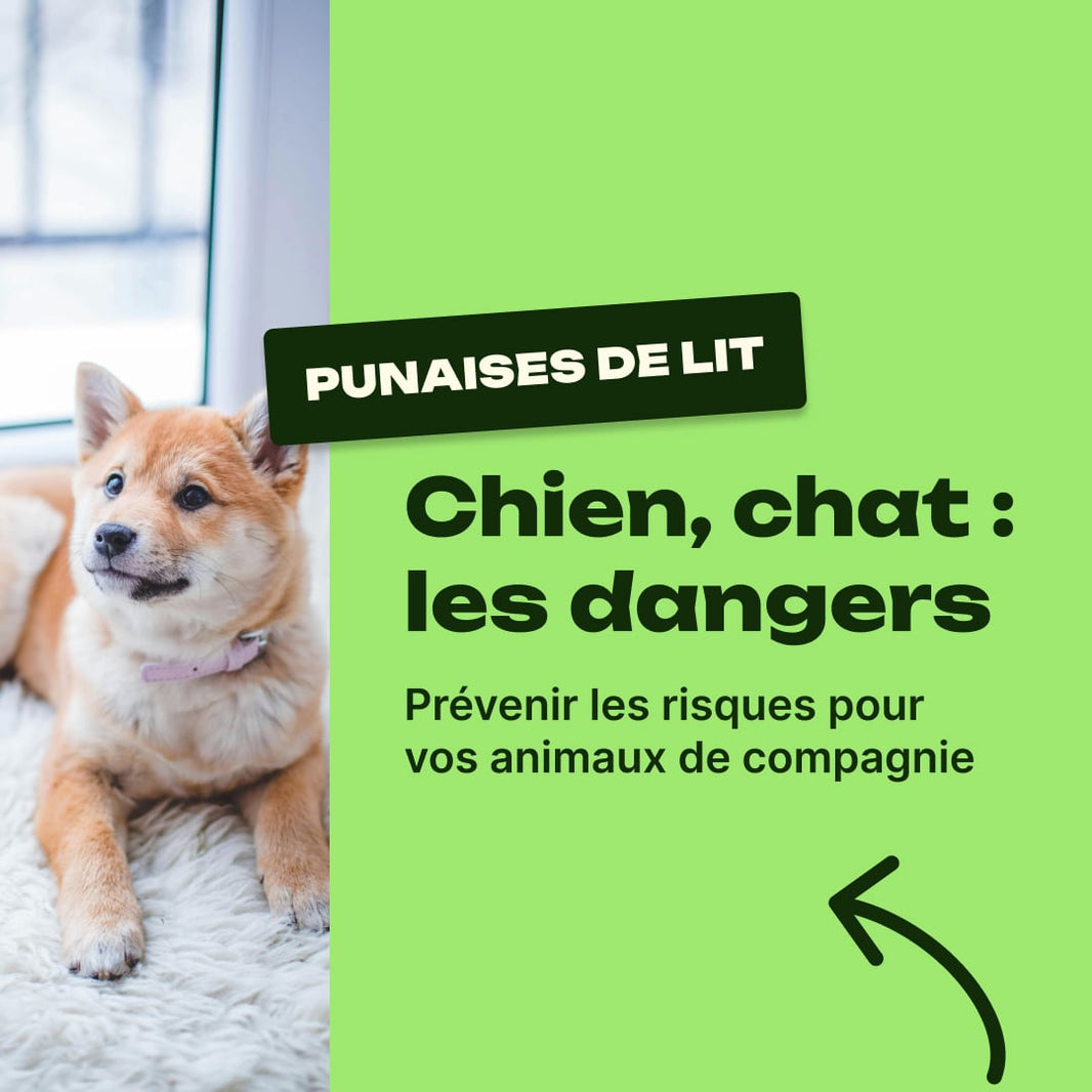punaise de lit animaux