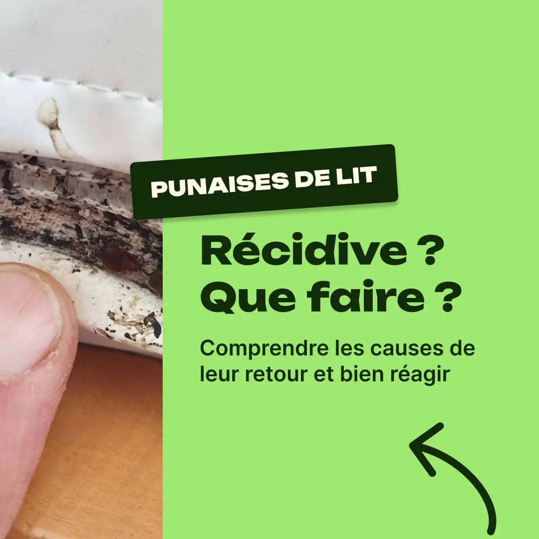 punaise de lit après traitement