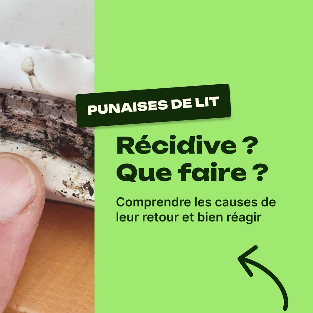 punaise de lit après traitement