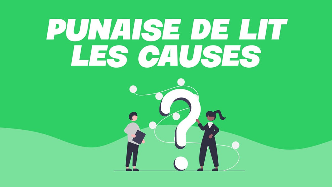 punaise de lit cause