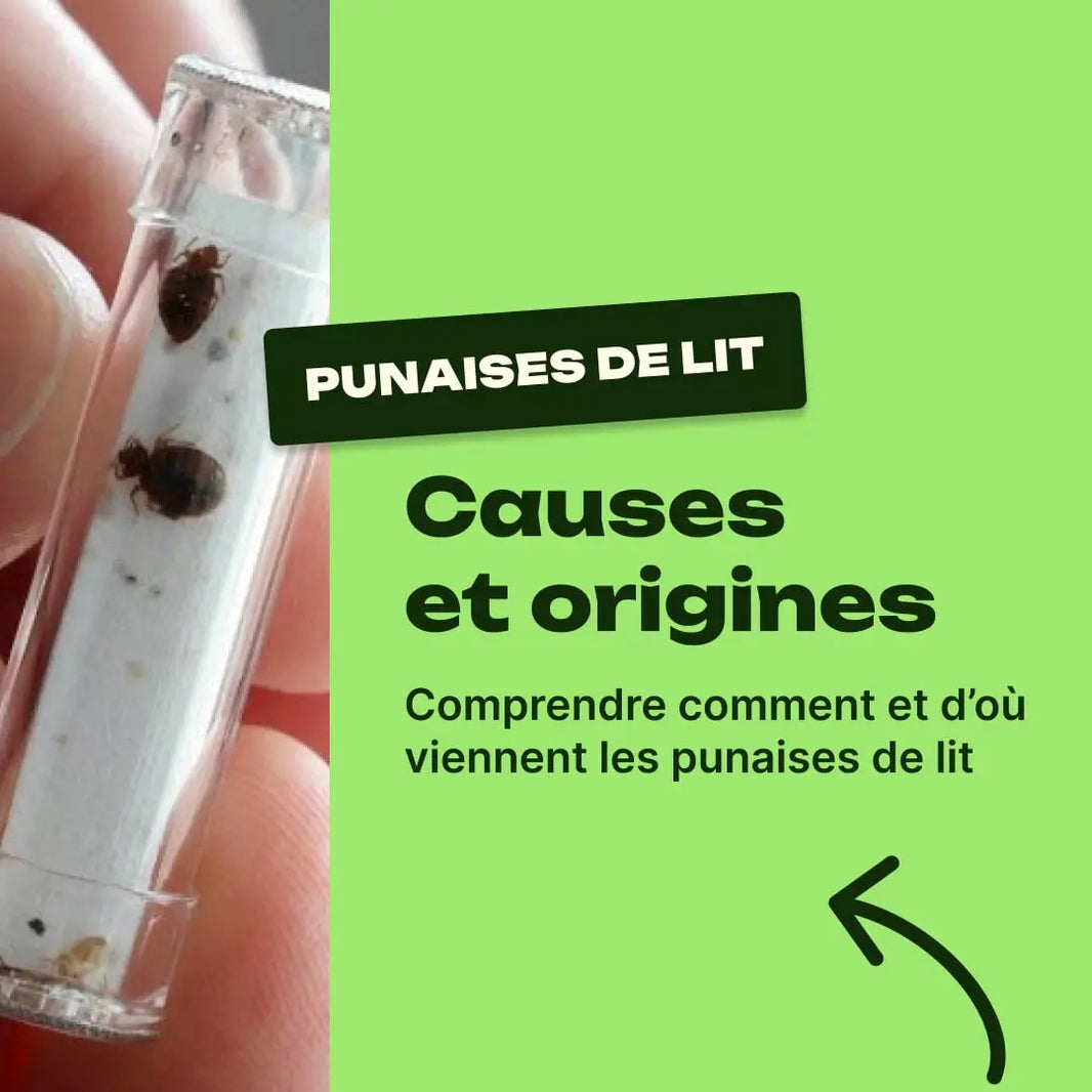 punaise de lit cause