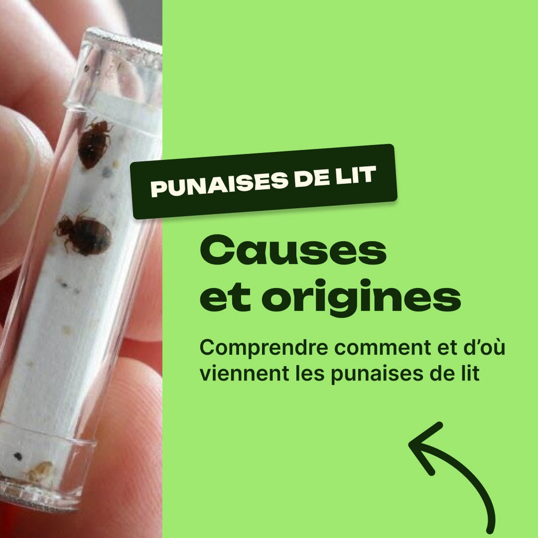 punaise de lit cause