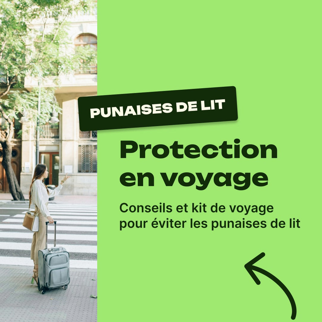 punaise de lit hotel