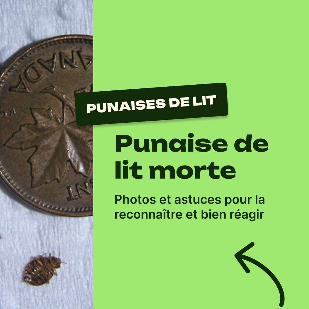 punaise de lit morte