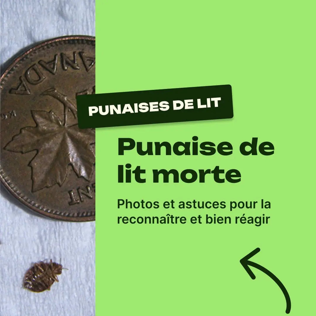 punaise de lit morte