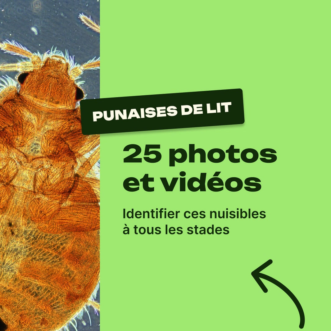 punaise de lit photo