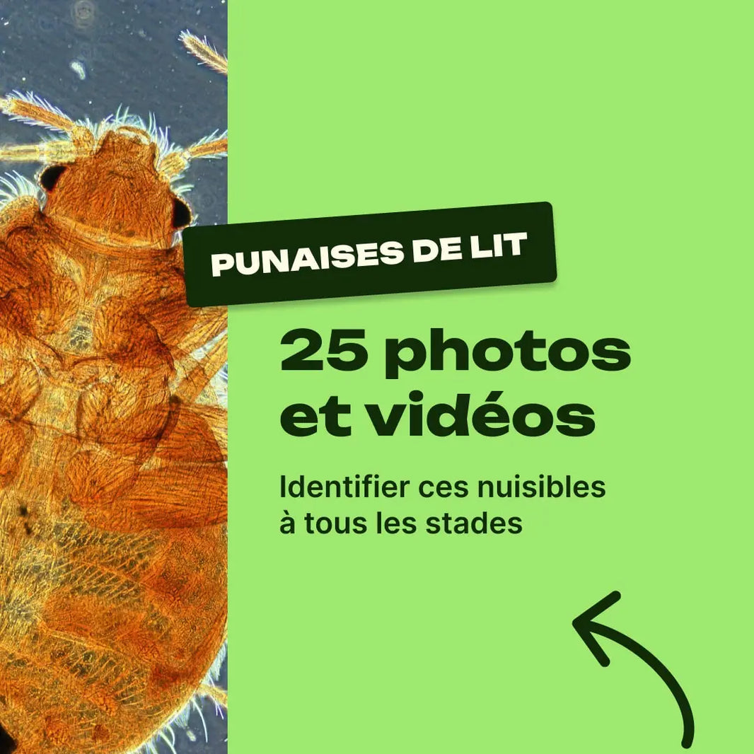 punaise de lit photo