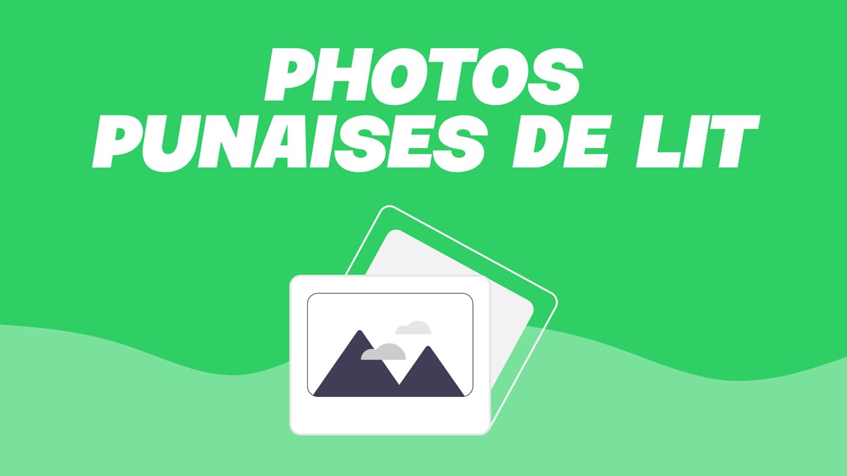 punaise de lit photo