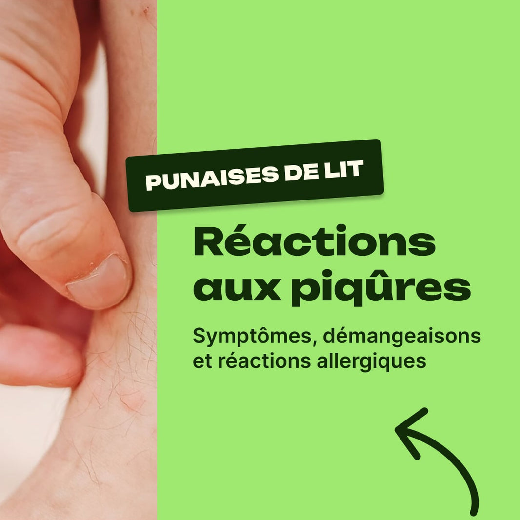 punaise de lit symptôme