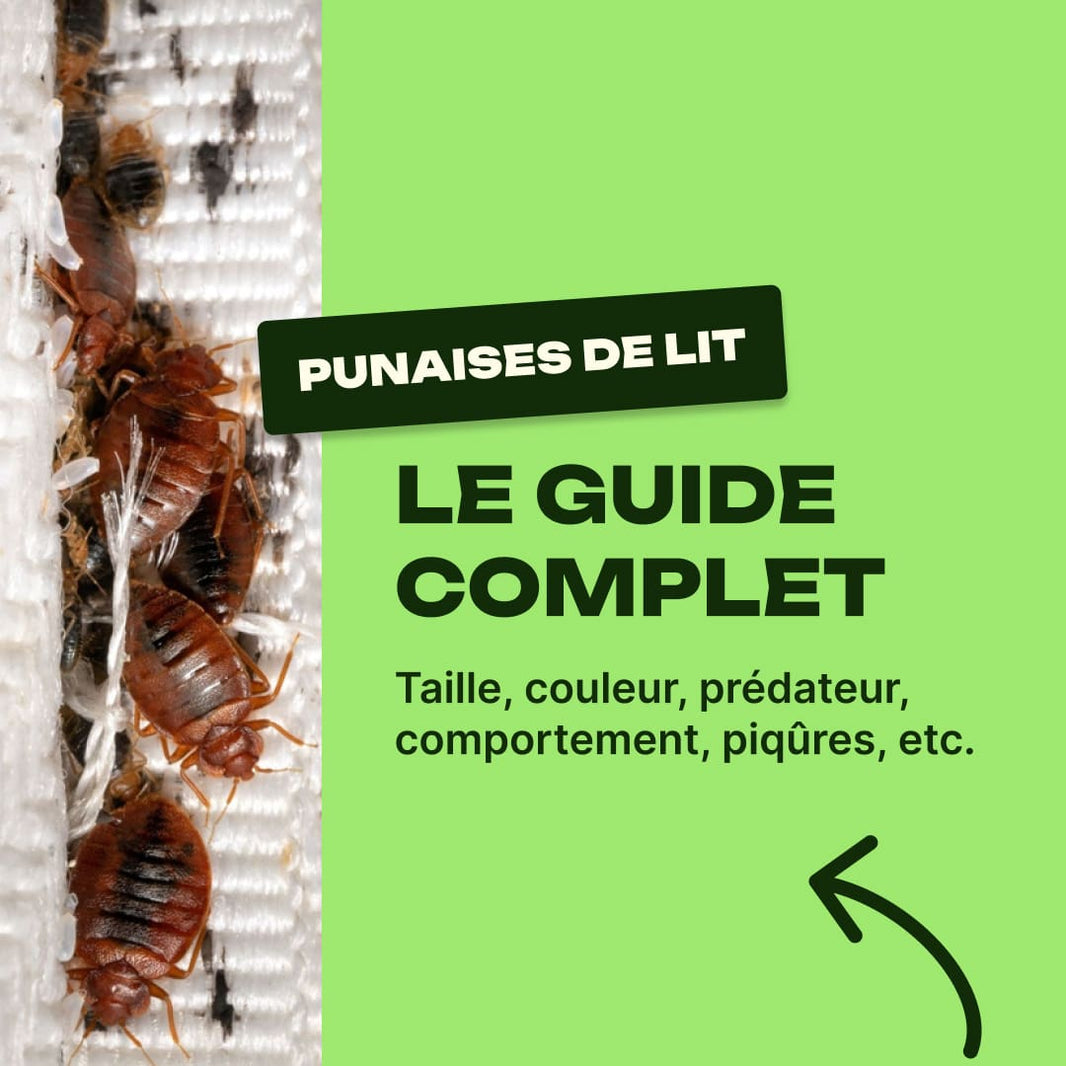 punaise de lit taille