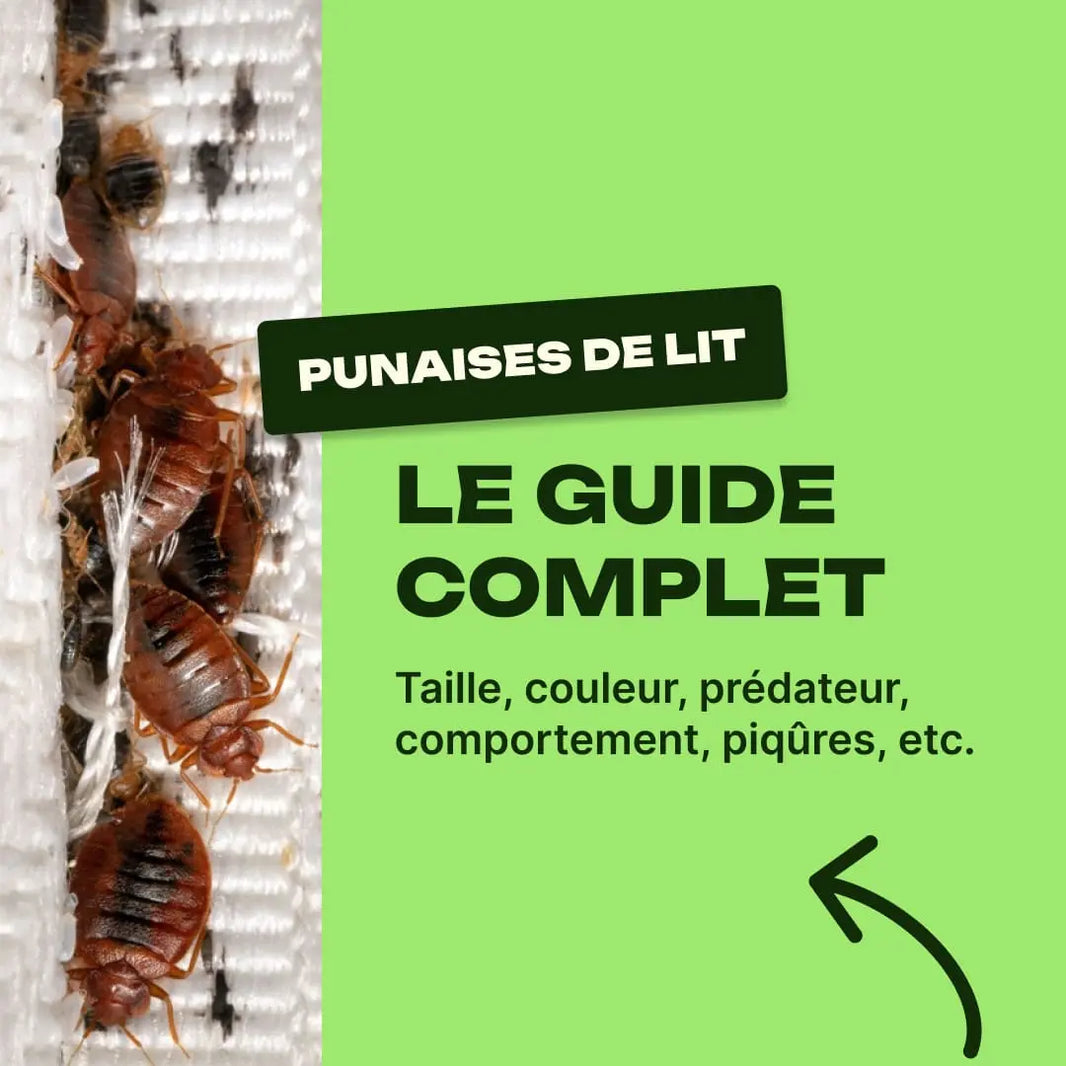 punaise de lit taille