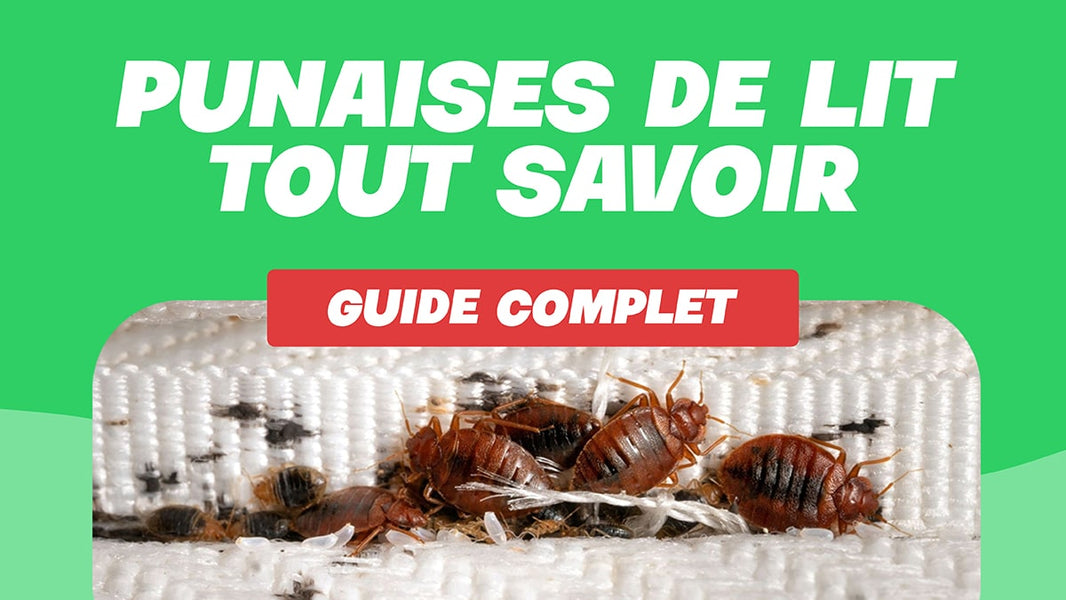 punaise de lit taille