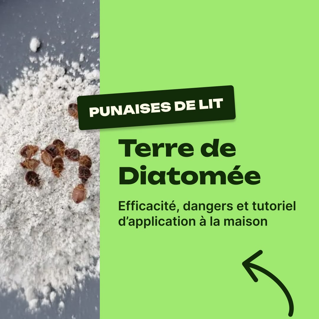 terre de diatomée punaise de lit