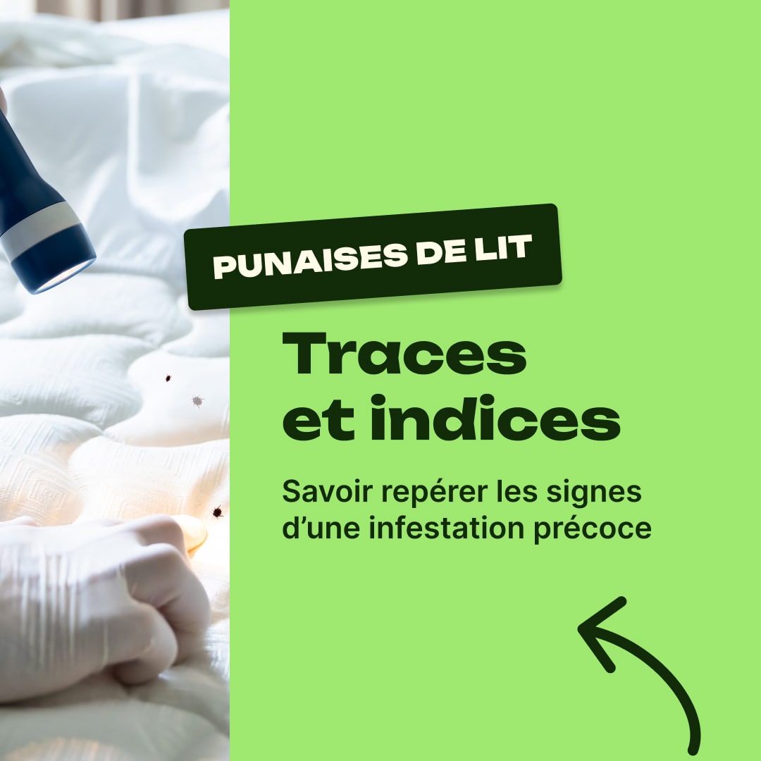 trace de punaise de lit