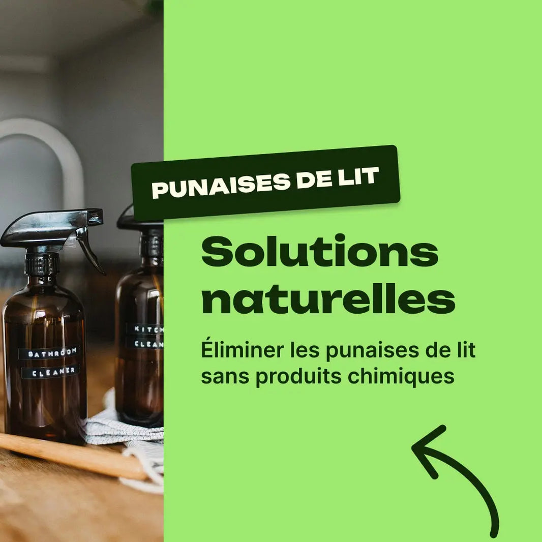 truc de grand-mère contre les punaises de lit