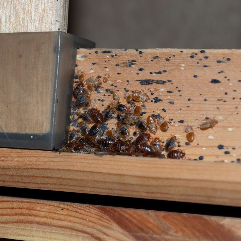 avant produit anti punaise de lit 