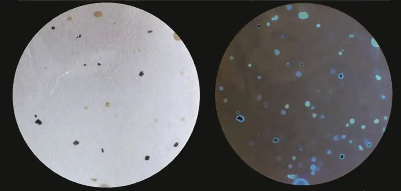 comparaison côte à côte d'un papier filtre montrant les déjections visibles de punaise de lit (gauche) et les trois types de taches révélés sous lumière UV (droite).