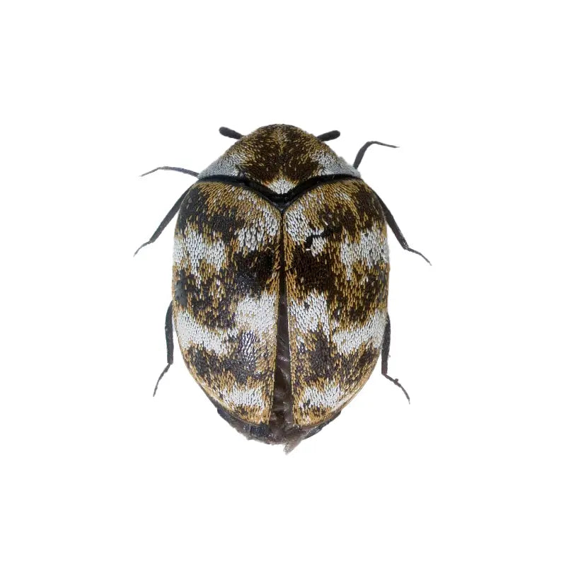 identification insecte en ligne : photo d'anthrène