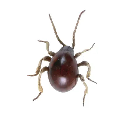 identification insecte en ligne : photo de gibbium