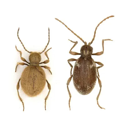 identification insecte en ligne : photo de ptinidés